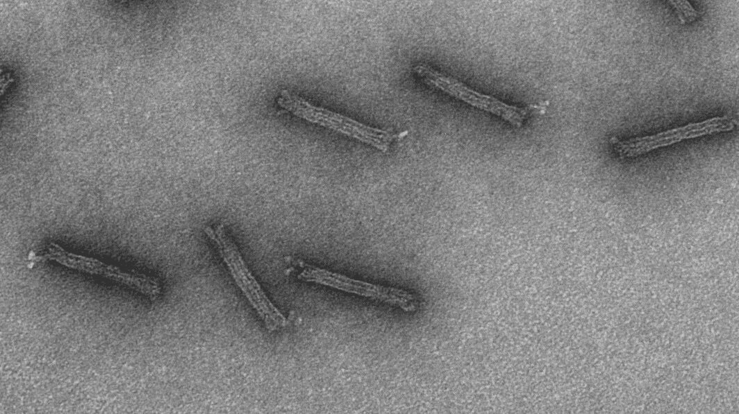 DNA Nanobots for Targeted Chemotherapy Delivery